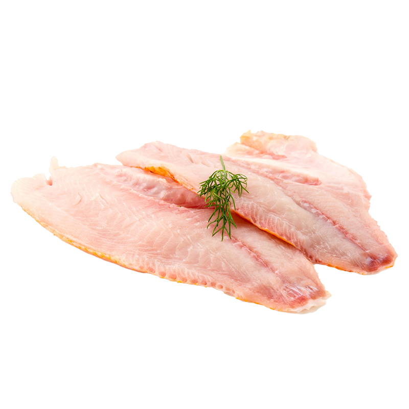 Ocean fish